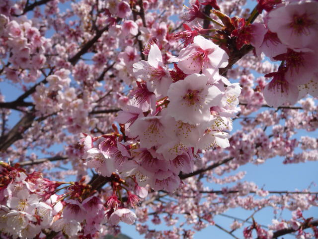 300 河津桜