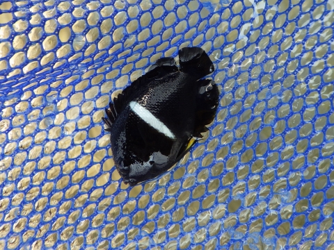 伊豆諸島産 キンチャクダイ スーパーブルー系 約１６ ハンドコート 餌爆喰い ワイルド美個体 九州 沖縄 北海道の地域入札 Feminize Com Br