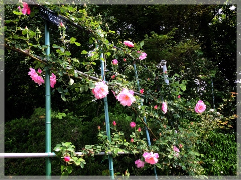 バラ・フラワーセンター大船植物園