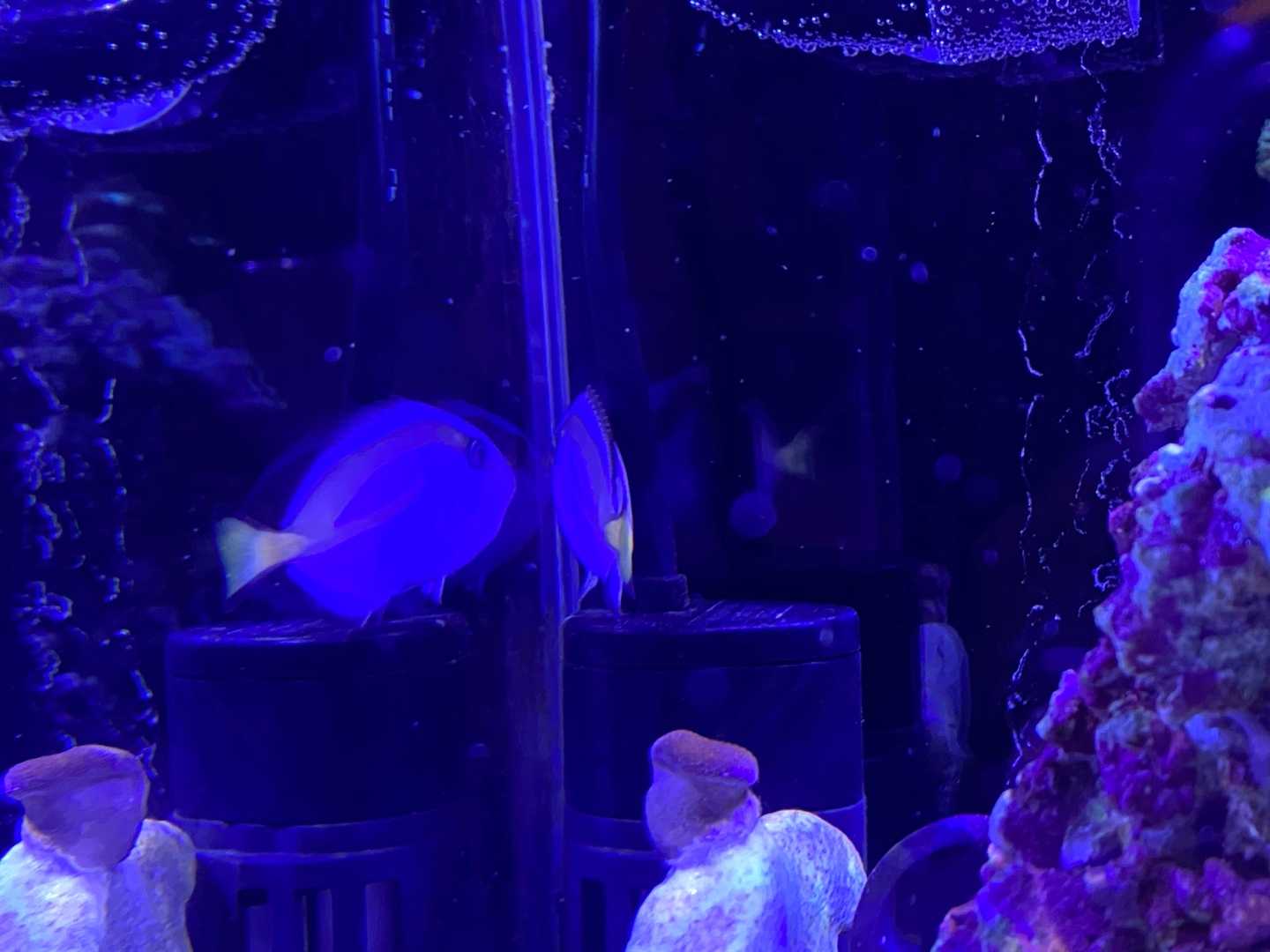 新たなる海水魚水槽37】ナンヨウハギ | ありえないありえる水槽を作り 
