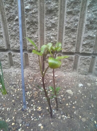 rblog-20140418200309-00.jpg