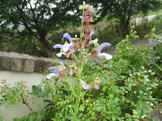 IMG_4439ss.jpg