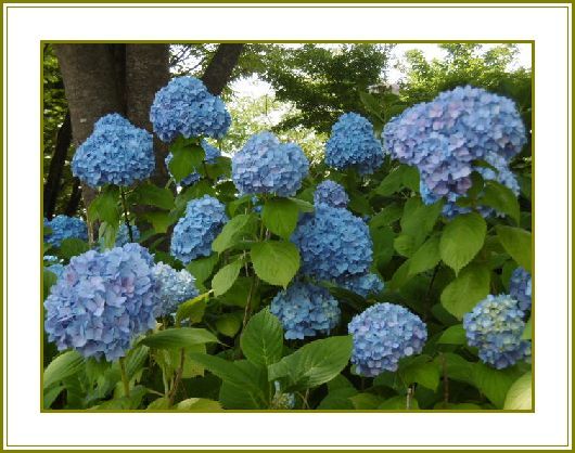 令和元年６月23日 紫陽花の花はマジシャン摩訶不思議 花の歳時記 天南星の魅力 山野草 楽天ブログ