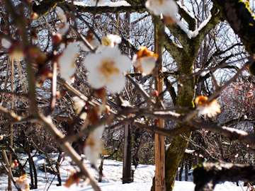 DSCN5506.jpg