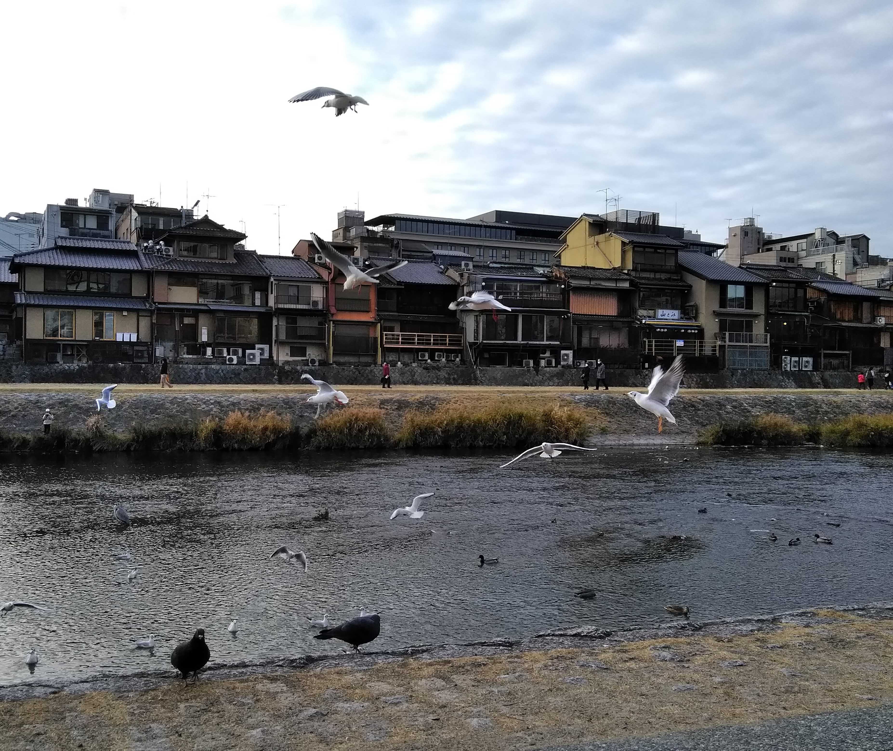 鴨川 ゆり カモメ 四条大橋 三条大橋 そぞろ歩きモーメントのブログ 楽天ブログ
