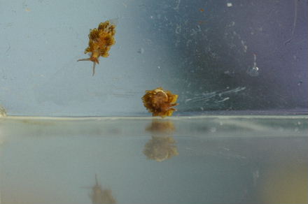 2015_0405ﾏﾒｽﾅｳﾐｳｼ0005.JPG