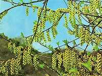 ４月６日の誕生花 キブシ 木五倍子 の花言葉 待ち合わせ 早春によく目立つ穂状の黄花がもたらす 出会い 弥生おばさんのガーデニングノート 花と緑の365日 楽天ブログ