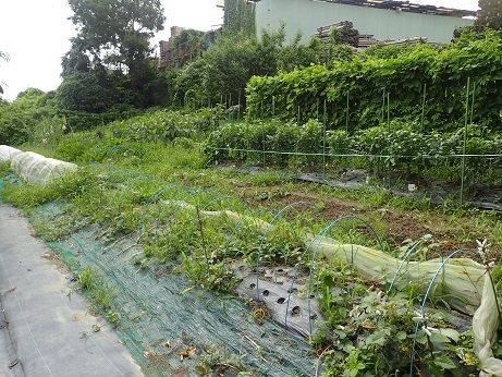 ゴーヤ収穫タイミング 葉山野菜栽培記 7月中旬 暇人主婦の家庭菜園 楽天ブログ