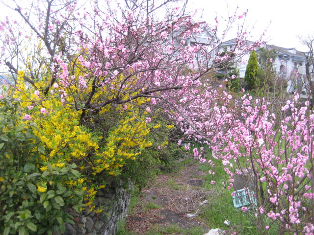 IMG_0438.JPG