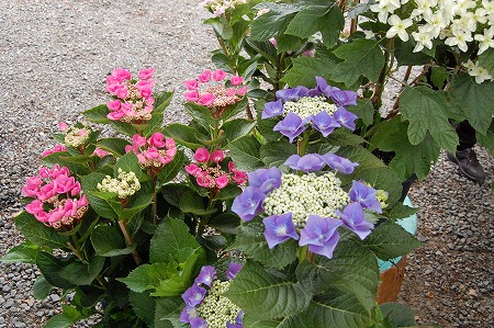 s-DSC_0564.jpg