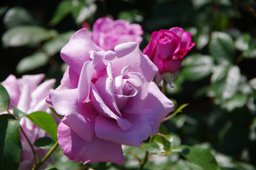 谷津バラ園のバラの花