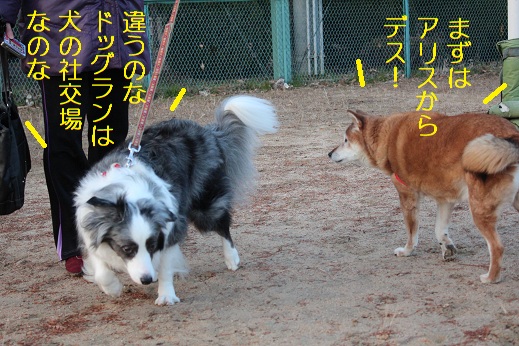 ランとは