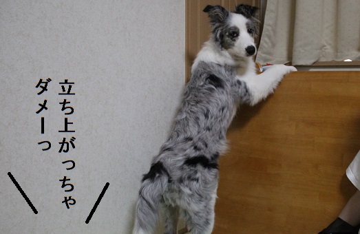 たちあがり