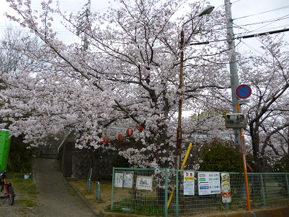 桜公園.jpg