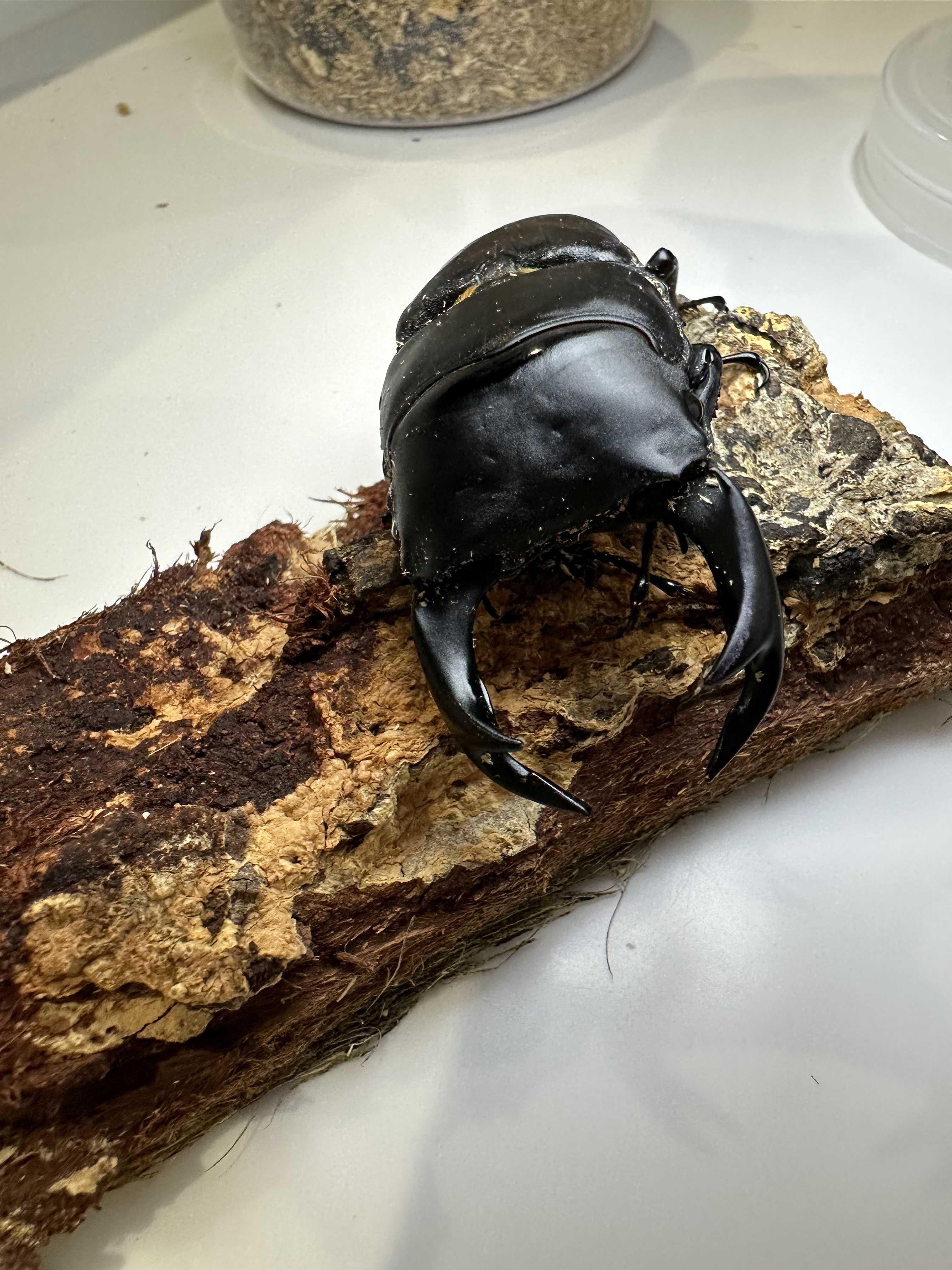 オオクワガタ DORCUS POCKET