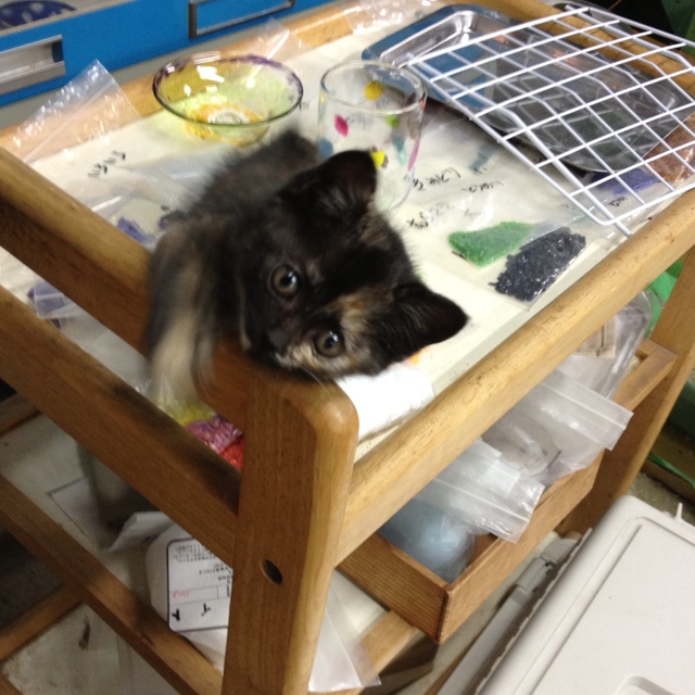 rblog-20130614092916-00.jpg