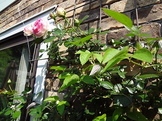 DSC00920.jpg
