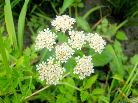 セリの花