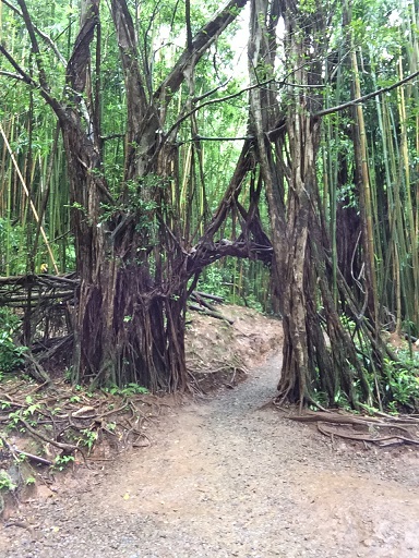 manoa_0656.jpg