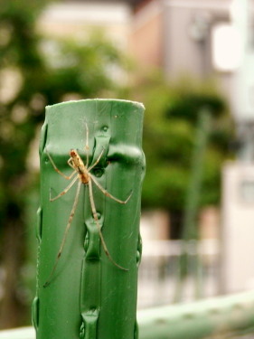 蜘蛛　7.8　2015