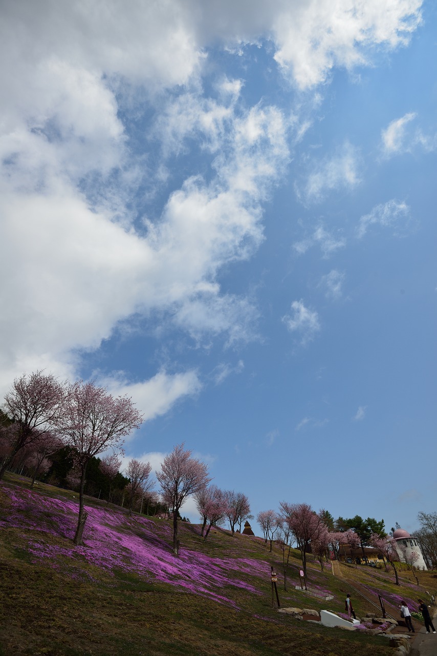 オホーツク　滝上町　滝上公園　芝ざくら　２