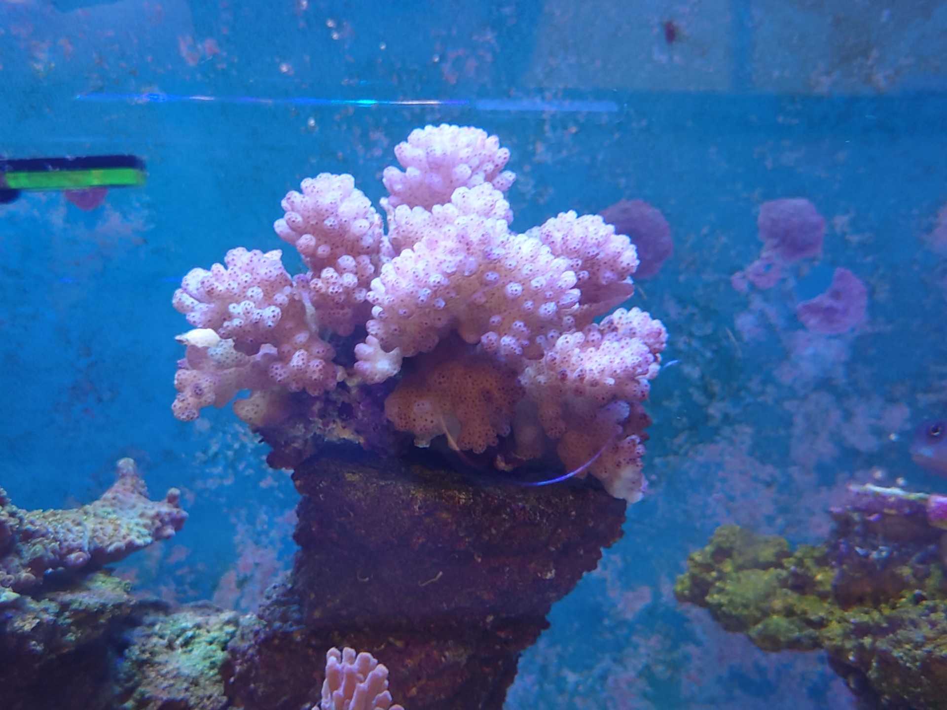 記事一覧 ミドリイシを飼育してみた 楽天ブログ