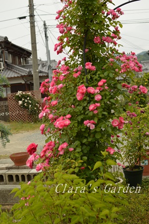 DSC_0031.JPG
