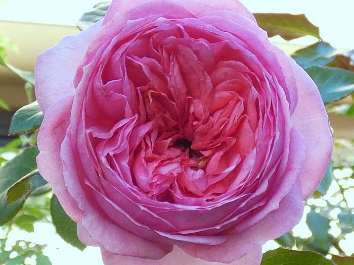 ストロベリーマカロン バラ苗 大苗 ばら 和バラ