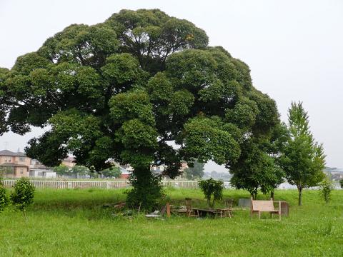 CIMG0049-.jpg
