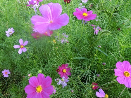 コスモス