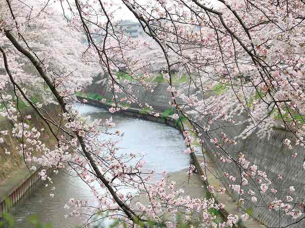 桜
