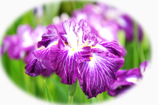 菖蒲６