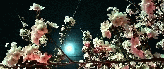 yozakura-welcome500[1].gif