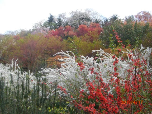 花見山公園のボケと雪柳.jpg