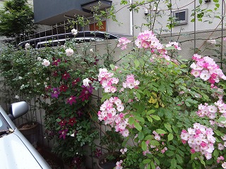 DSC01272.jpg