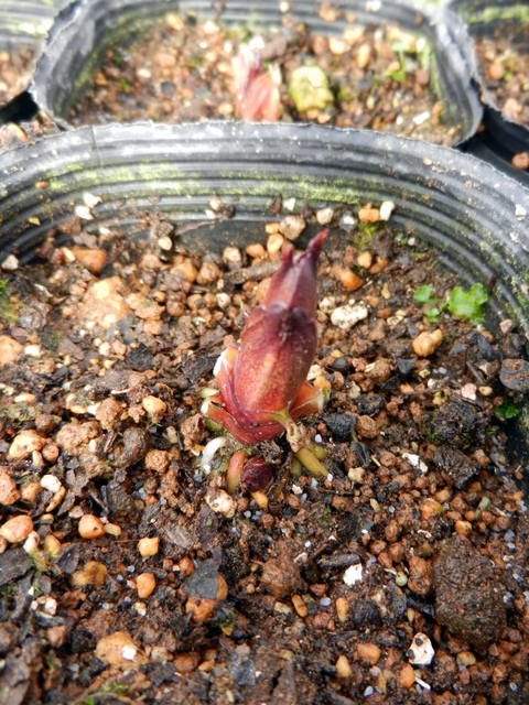 DSCN1174.JPG