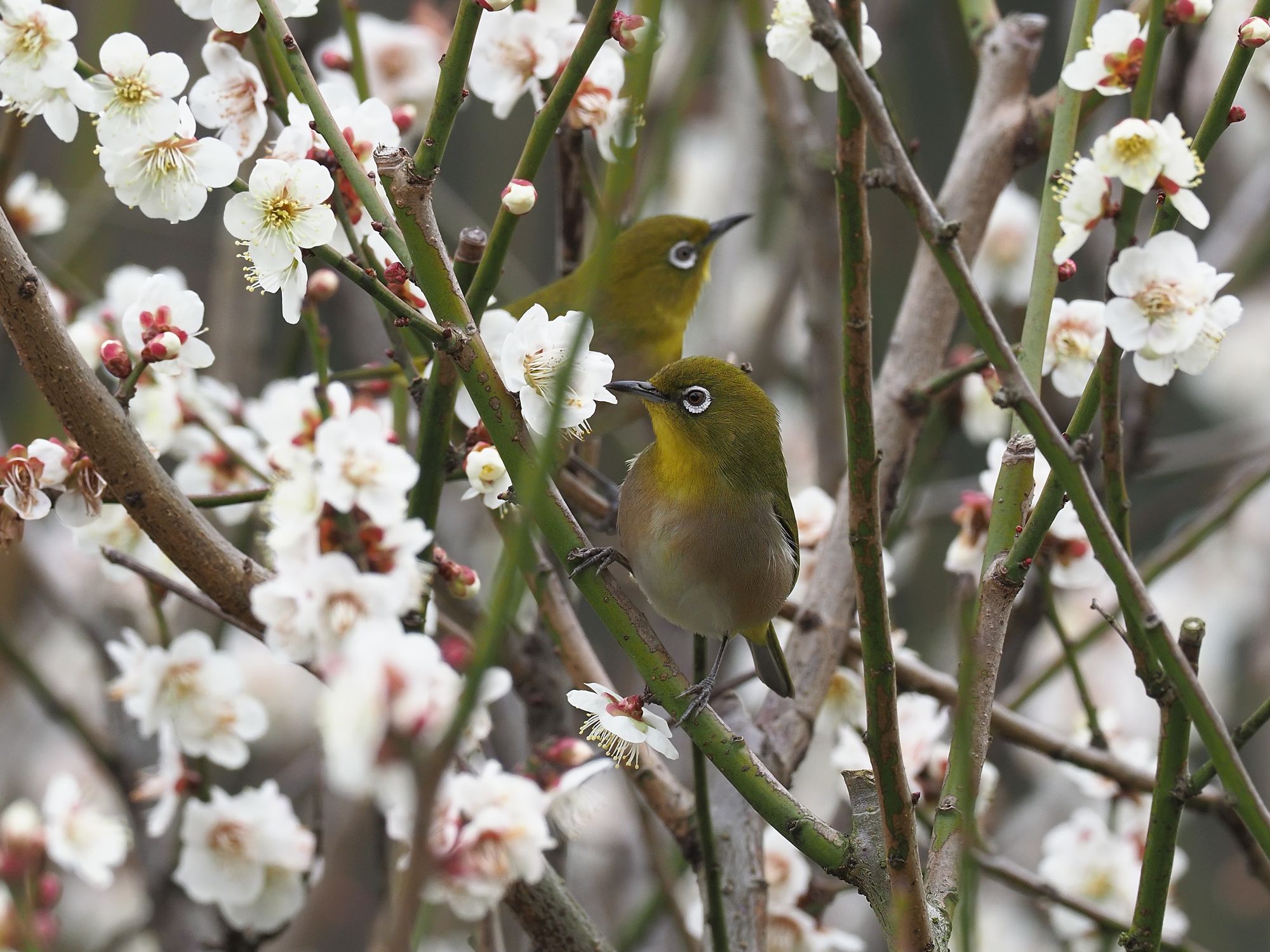 梅にメジロ 花鳥風枝 楽天ブログ
