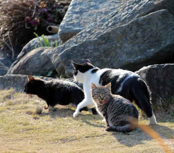 我が家のニャンコ♪2013/12/17-2