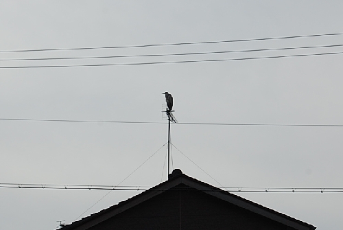 DSC_0049.JPG
