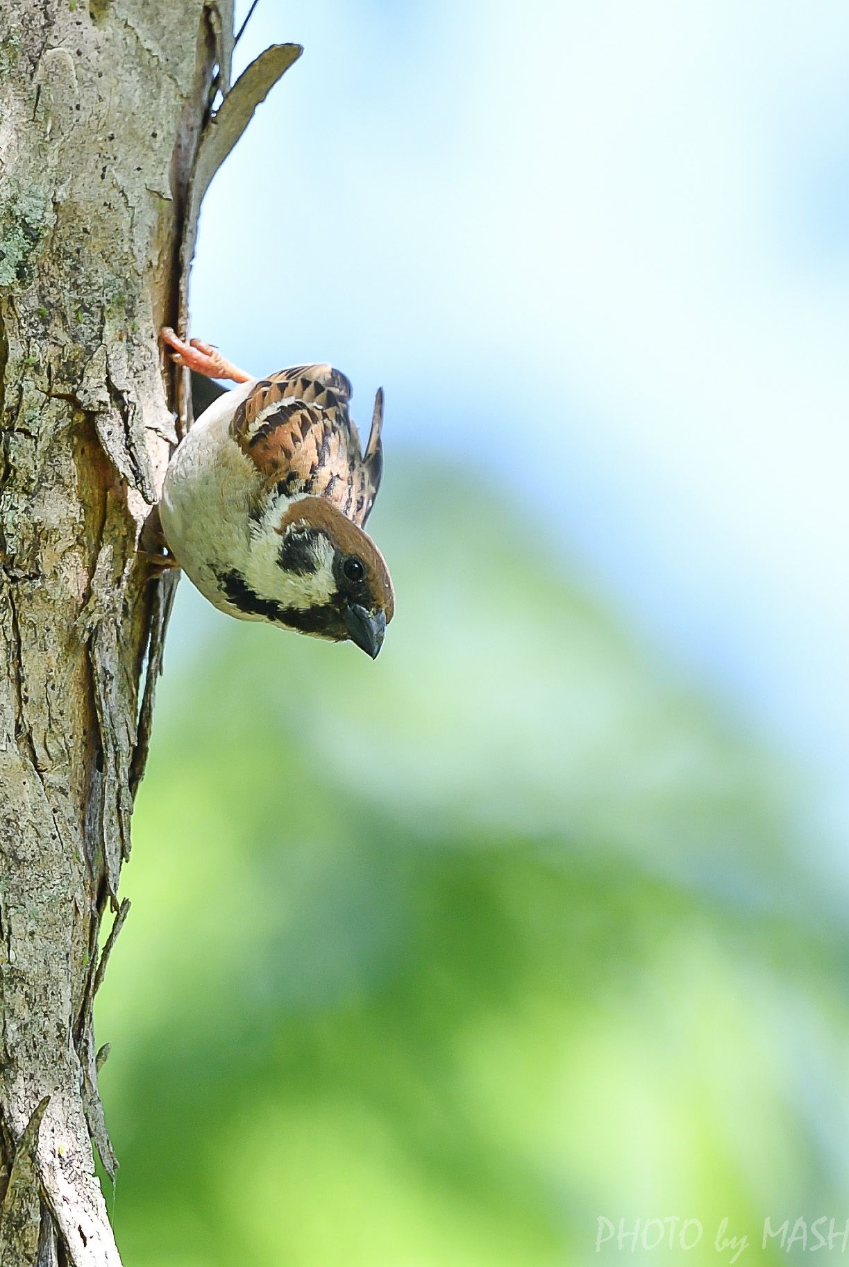 近くの公園にて（In the nearby park) | 鳥撮り夫婦の 野鳥 写真 ブログ・・・週末限定鳥見の世界 ( Bird Photo