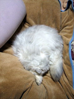 布団の上で寝る開