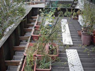 屋上菜園の食べ蒔きトマトのプランター 支柱立て直し ほっこり家庭菜園 楽天ブログ