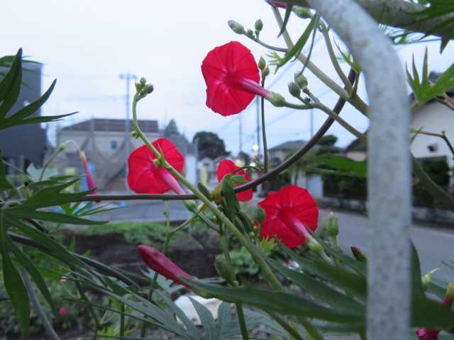 紅葉縷紅草 モミジバルコウソウ 丸葉縷紅草 豆朝顔 ランタナ 写真あり 私の好きな花 楽天ブログ