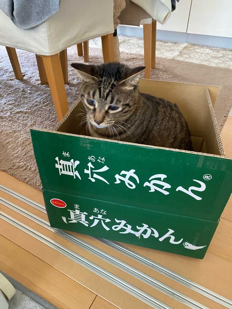 みかん箱 ねことおうち 楽天ブログ