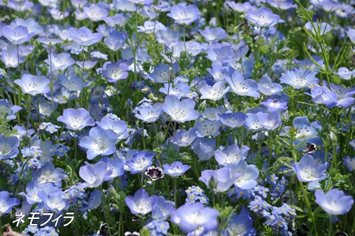 フラワーセンター大船植物園にて