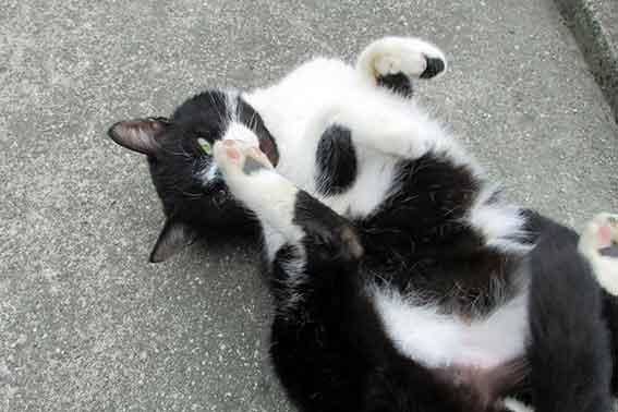 我が家のニャンコ♪2016/1/20-02