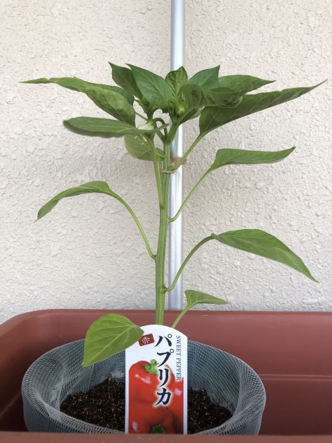 水耕栽培 赤パプリカ が開花しました けいにゃのプランター菜園日誌 楽天ブログ