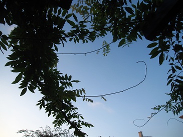 IMG_9667.JPG
