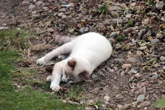 我が家のニャンコ♪2013/8/28-3