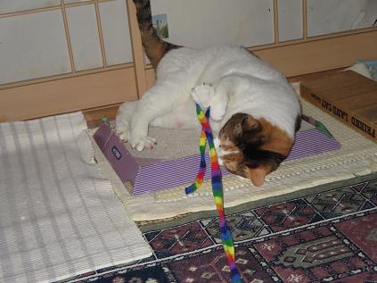 IMG_0349f.JPG